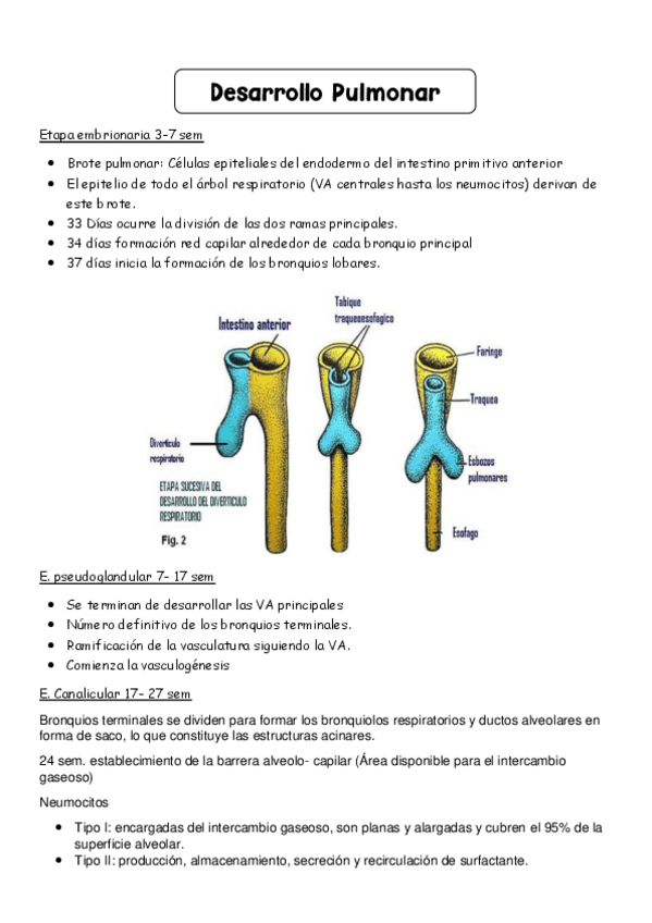 Miniatura del documento Desarollo-Pulmonar-SER-ENFERMERXS.pdf