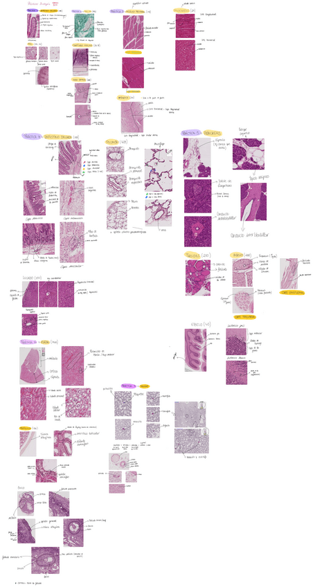 Miniatura del documento Examen-practicas-biologia-nota-10.pdf