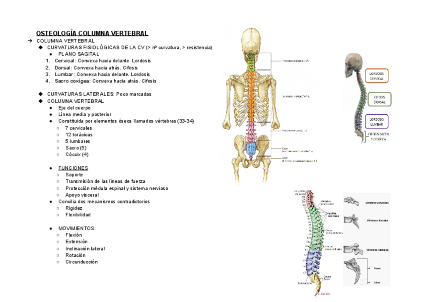 Miniatura del documento OSTEOLOGIA-COLUMNA-VERTEBRAL.pdf