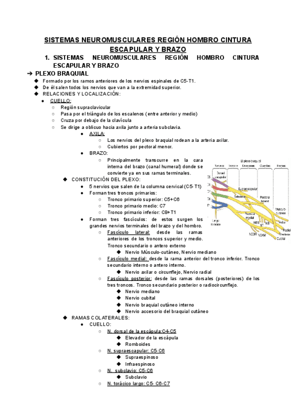 Miniatura del documento SISTEMAS-NEUROMUSCULARES-REGION-HOMBRO-CINTURA-ESCAPULAR-Y-BRAZO.pdf