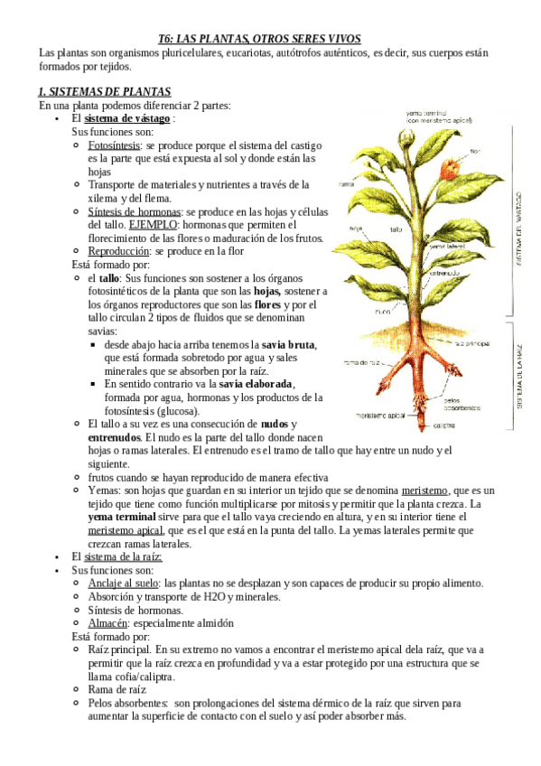 Miniatura del documento tema-6.pdf