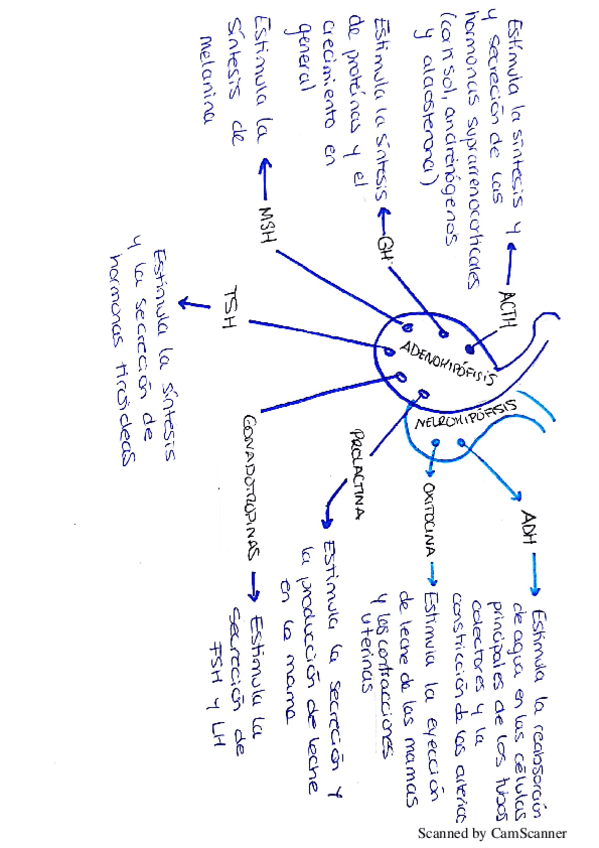 Miniatura del documento Adenohipófisis - Neurohipófisis.pdf