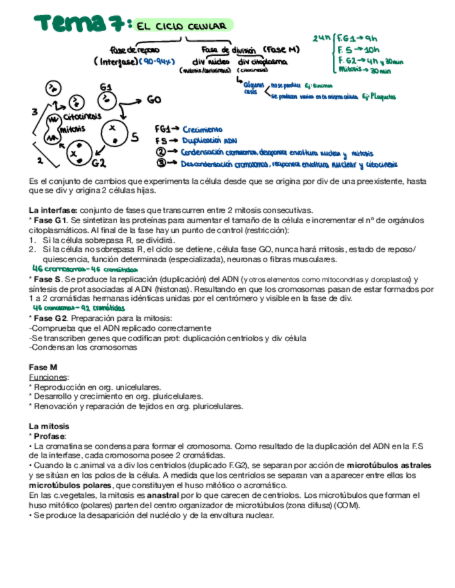 Miniatura del documento El-ciclo-celular.pdf