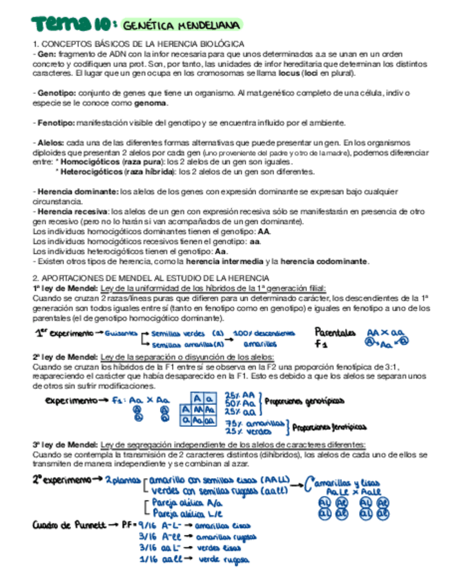 Miniatura del documento Genetica-mendeliana.pdf