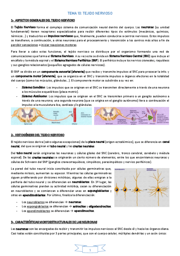 Miniatura del documento TEMA-10TejidoNervioso.pdf