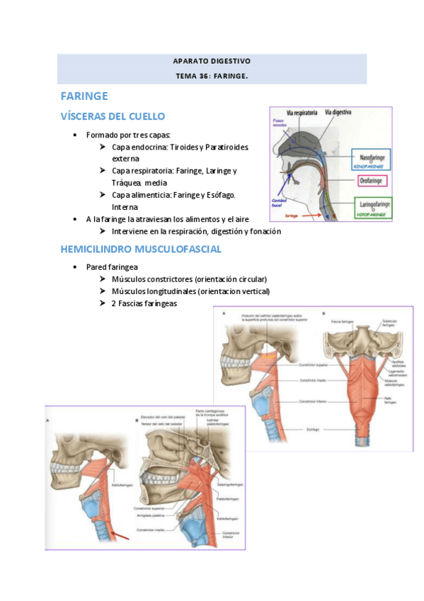 Miniatura del documento Tema-36-Faringe.pdf