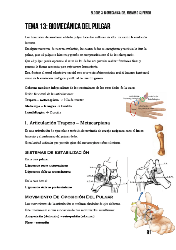 Miniatura del documento Tema-13-Biomecanica-Del-Pulgar.pdf