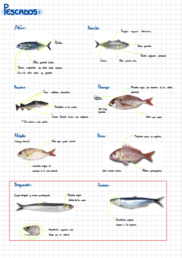 Miniatura del documento Pescados-caracteristicas.pdf