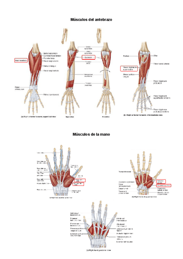 Miniatura del documento amatomia-c2.1.pdf