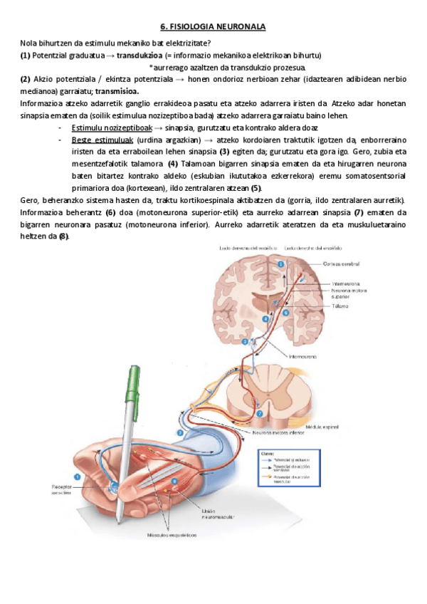 Miniatura del documento 6.-Fisiologia-neuronala.pdf