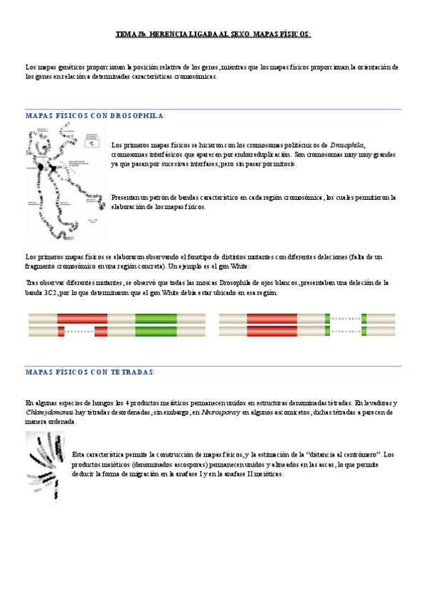 Miniatura del documento tema 2b.-Herencia ligada al sexo.pdf
