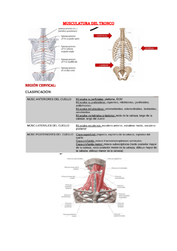 Miniatura del documento MUSCULATURA-DEL-TRONCO.pdf