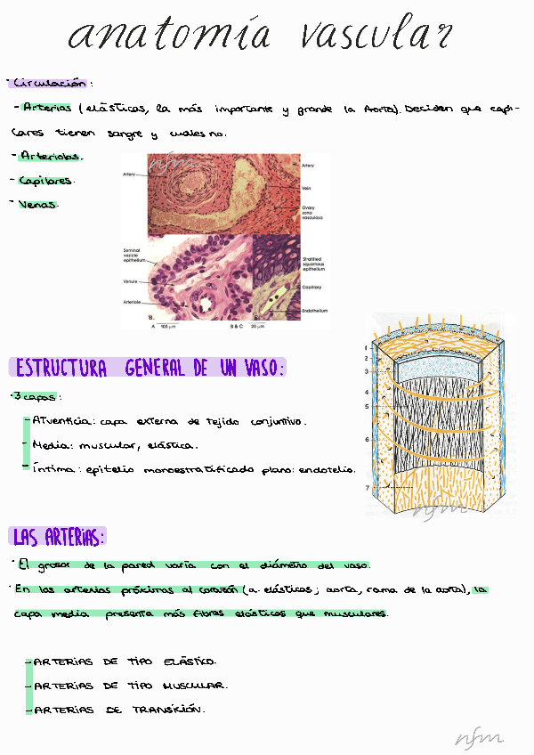 Miniatura del documento Anatomia-vascular-Genoves.pdf