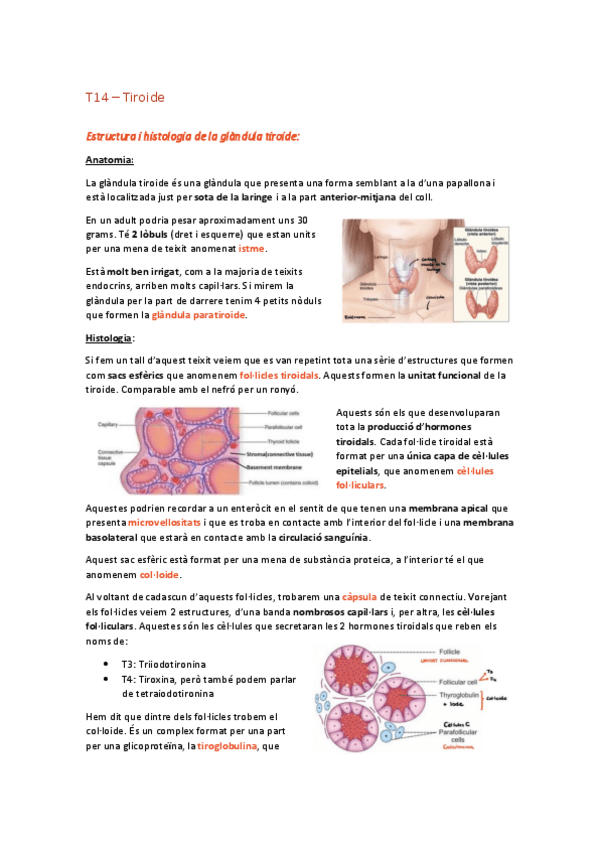 Miniatura del documento T14-Tiroide.pdf