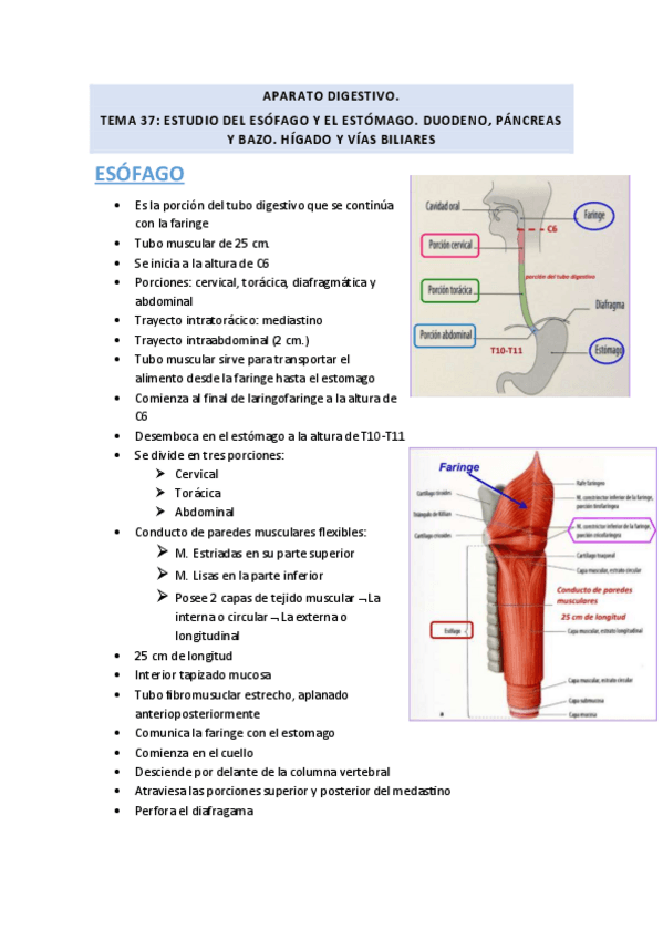 Miniatura del documento TEMA-37-Esofago-estomago-I.delgado.pdf
