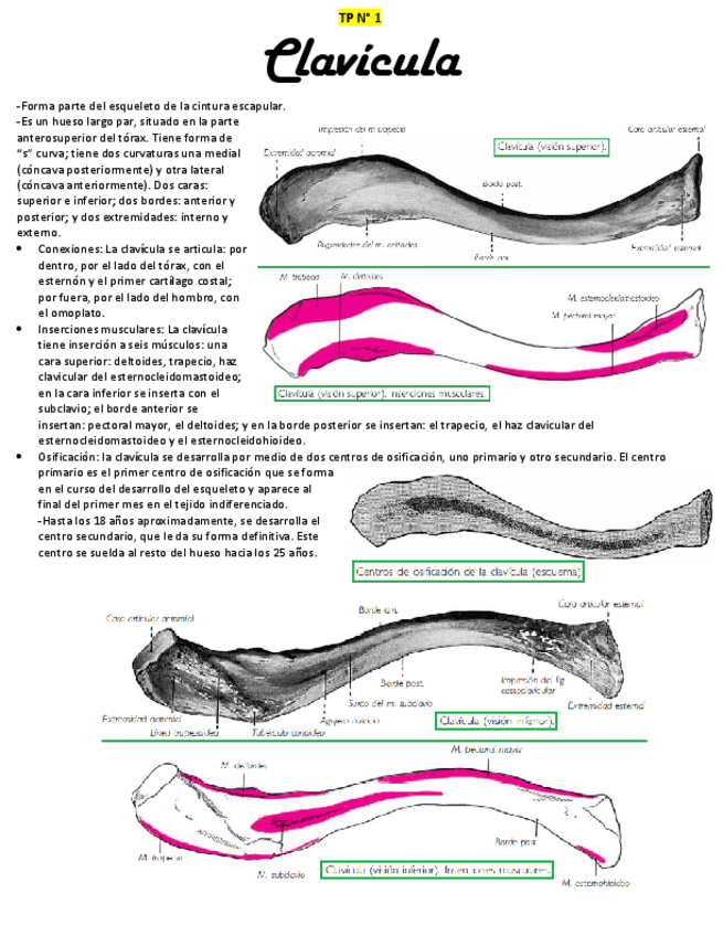 Miniatura del documento CLAVICULA-Y-ESCAPULA.pdf