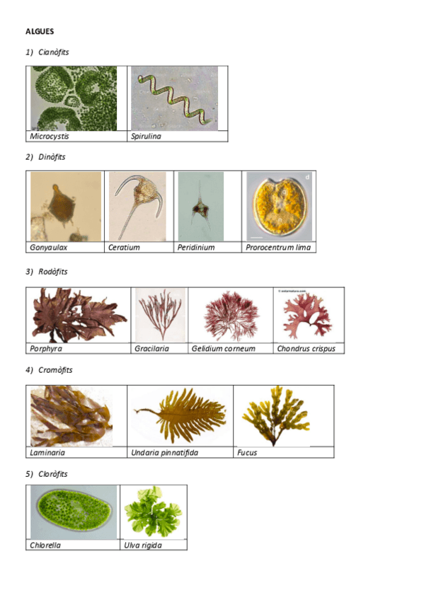 Miniatura del documento EL QUE HAS DE SABER PER APROVAR L'EXAMEN DE PRÀCTIQUES.pdf