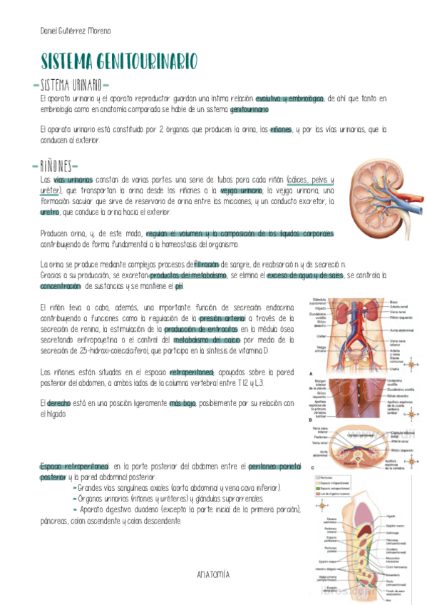 Miniatura del documento ANATOMIA-GENITOURINARIO.pdf