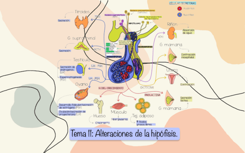 Miniatura del documento Tema-11Enfermedades-de-la-hipofisis.pdf