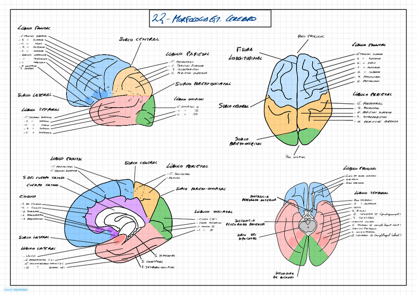 Miniatura del documento Morfologia-CEREBRO.pdf