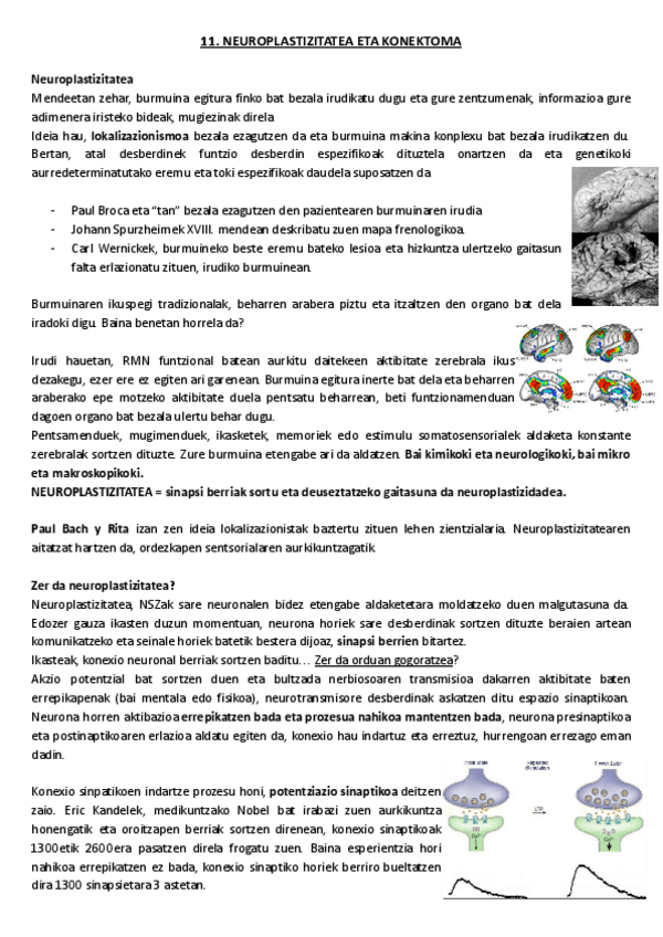 Miniatura del documento 11.-Neuroplastizitatea-eta-konektoma.pdf