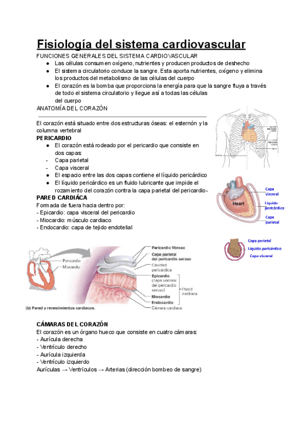 Miniatura del documento 2o-parcial-fisiologia.pdf