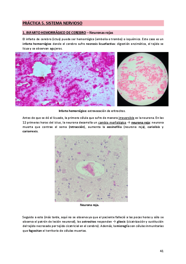 Miniatura del documento 5. Nervioso.pdf