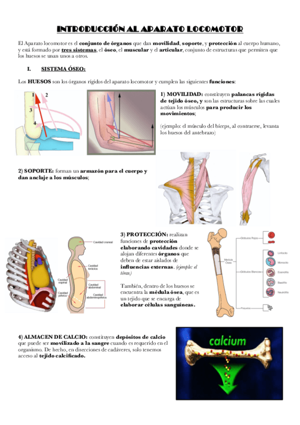 Miniatura del documento EL-APARATO-LOCOMOTOR.pdf