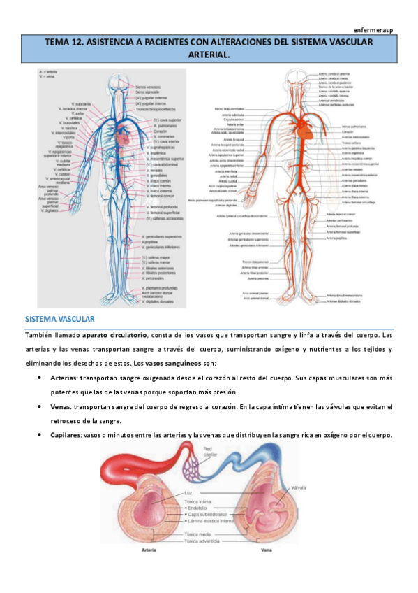 Miniatura del documento TEMA-12.pdf