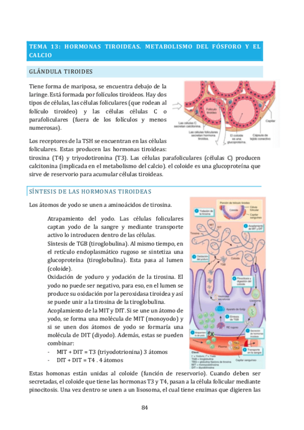 Miniatura del documento TEMA-13.pdf