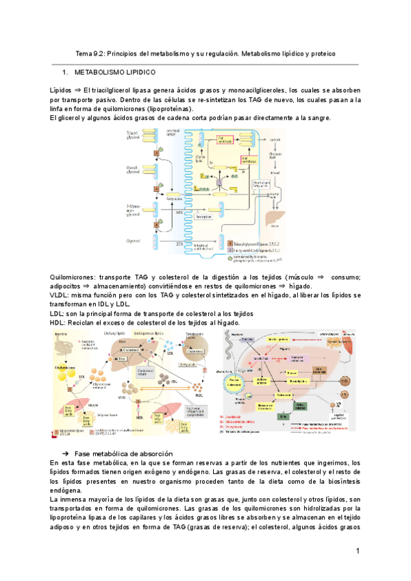Miniatura del documento Tema-9.2-Principios-del-metabolismo-y-su-regulacion.pdf