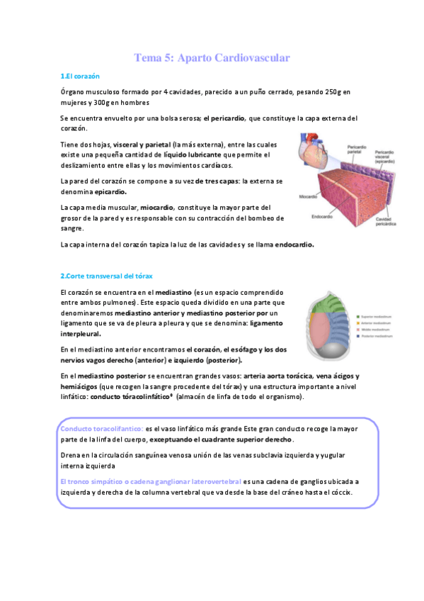Miniatura del documento Tema-5-Aparato-Cardiovascular-1.pdf