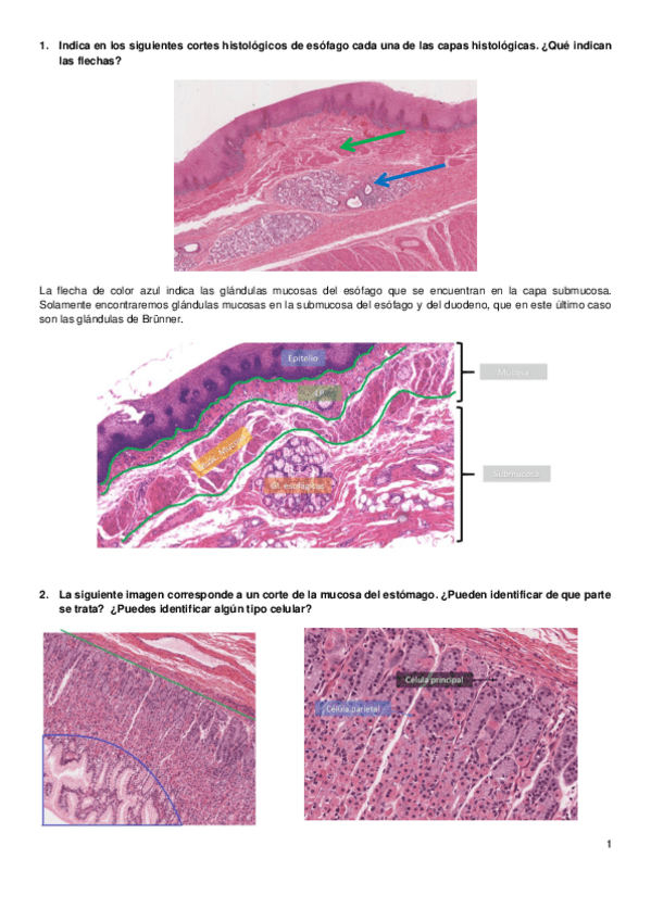 Miniatura del documento Identificacion-fotos-aparato-digestivo.pdf