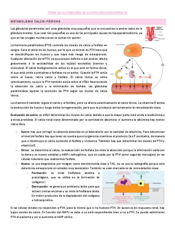 Miniatura del documento Tema-4-endocrino.pdf
