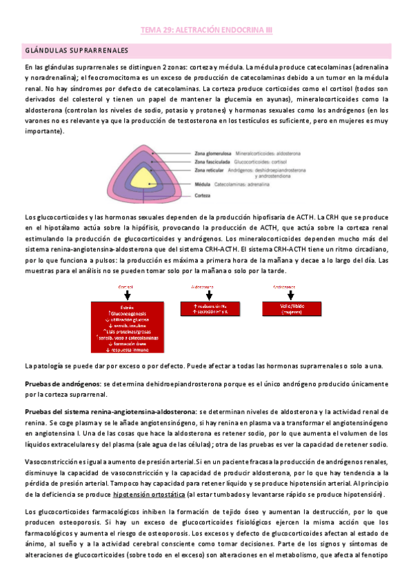Miniatura del documento Tema-3-endocrino.pdf