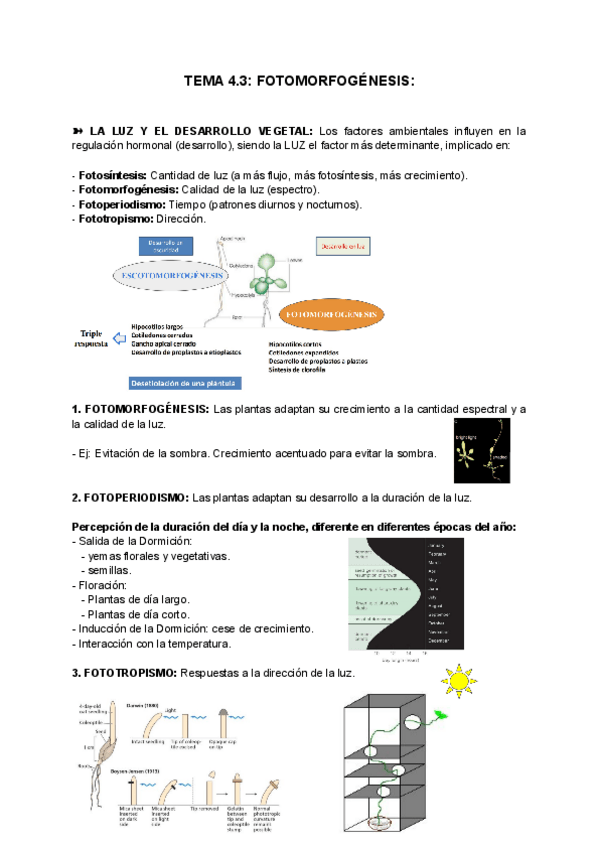 Miniatura del documento TEMA-4.3-FOTOMORFOGENESIS.pdf