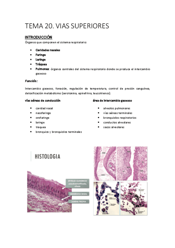 Miniatura del documento TEMA-20-AP-.-RESPI-SUPERIOR.pdf
