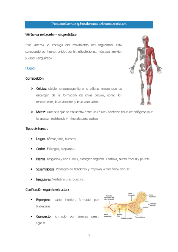 Miniatura del documento Tema-5.-Traumatismos-y-trastornos-osteomusculares.pdf