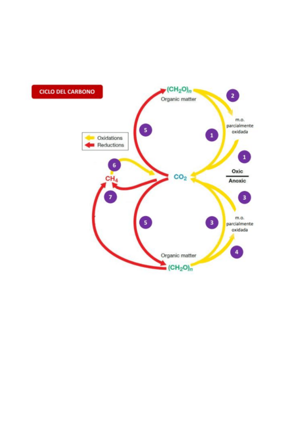 Miniatura del documento CICLOS-BIOGEOQUIMICOS-RESUELTOS.pdf