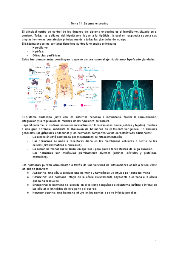 Miniatura del documento Tema-11-Sistema-endocrino.pdf