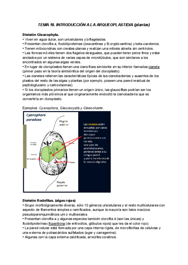 Miniatura del documento TEMA-18-BOTANICA.pdf