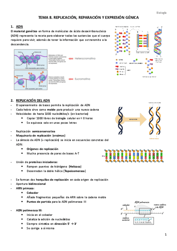 Miniatura del documento TEMA-8.-Replicacion-reparacion-y-expresion-genica.pdf