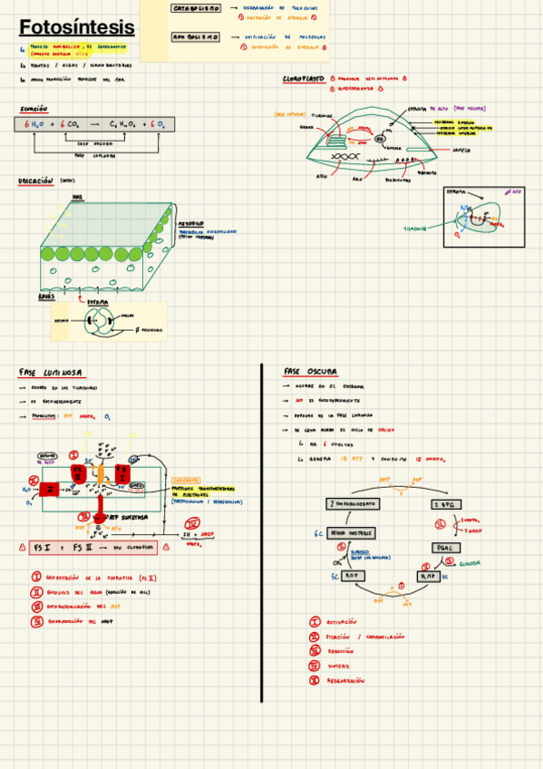 Miniatura del documento Fotosintesis.pdf