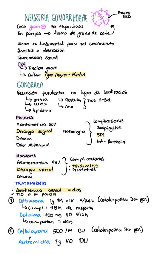 Miniatura del documento Neisseria-gonorrhoeae.pdf