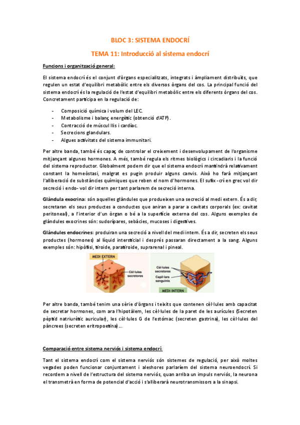 Miniatura del documento Apunts-tema-11-22-sistema-endocri.pdf