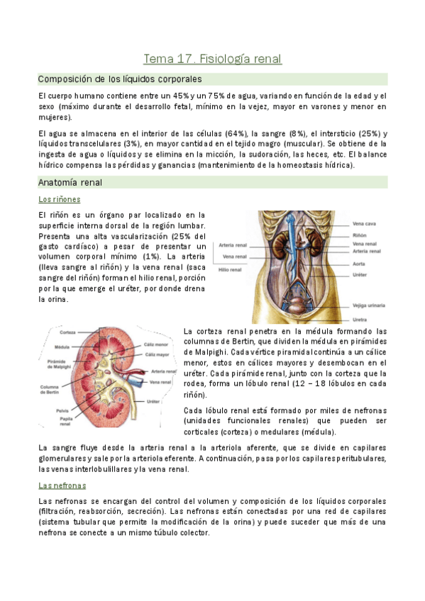 Miniatura del documento Tema-17.-Sistema-renal.pdf