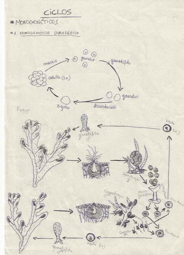 Miniatura del documento ciclos.pdf
