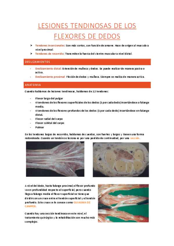 Miniatura del documento Mano-cadenas-musculares-23-24.pdf