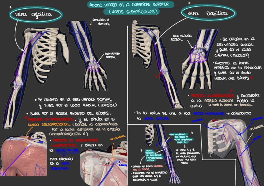 Miniatura del documento Aporte-venoso-en-extremidad-superior-venas-superficialesEsquema.pdf