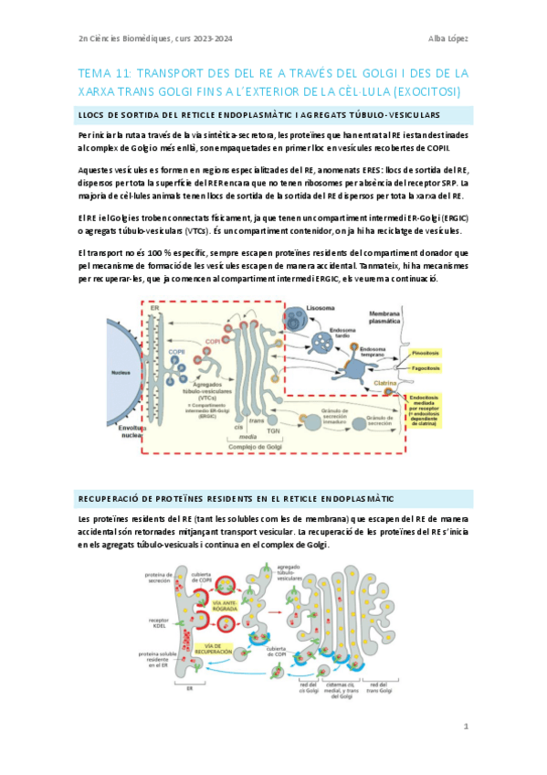Miniatura del documento Tema-11.-Transport-del-Golgi-i-exocitosi.pdf